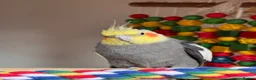 Cockatiels birds for sale: 4 cockatiels 1 grey 3 Lutino & cage  - Advert 1