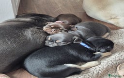 Pug dogs for sale: 2 KC Pug puppies available from a litter of 3. - Image 13