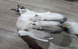 Ragdoll cats for sale: Gorgeous Ragdoll kittens  - Image 9