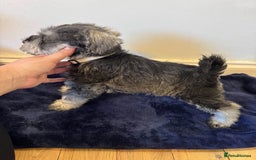 Miniature Schnauzer dogs for sale: Bundles of joy - Image 3