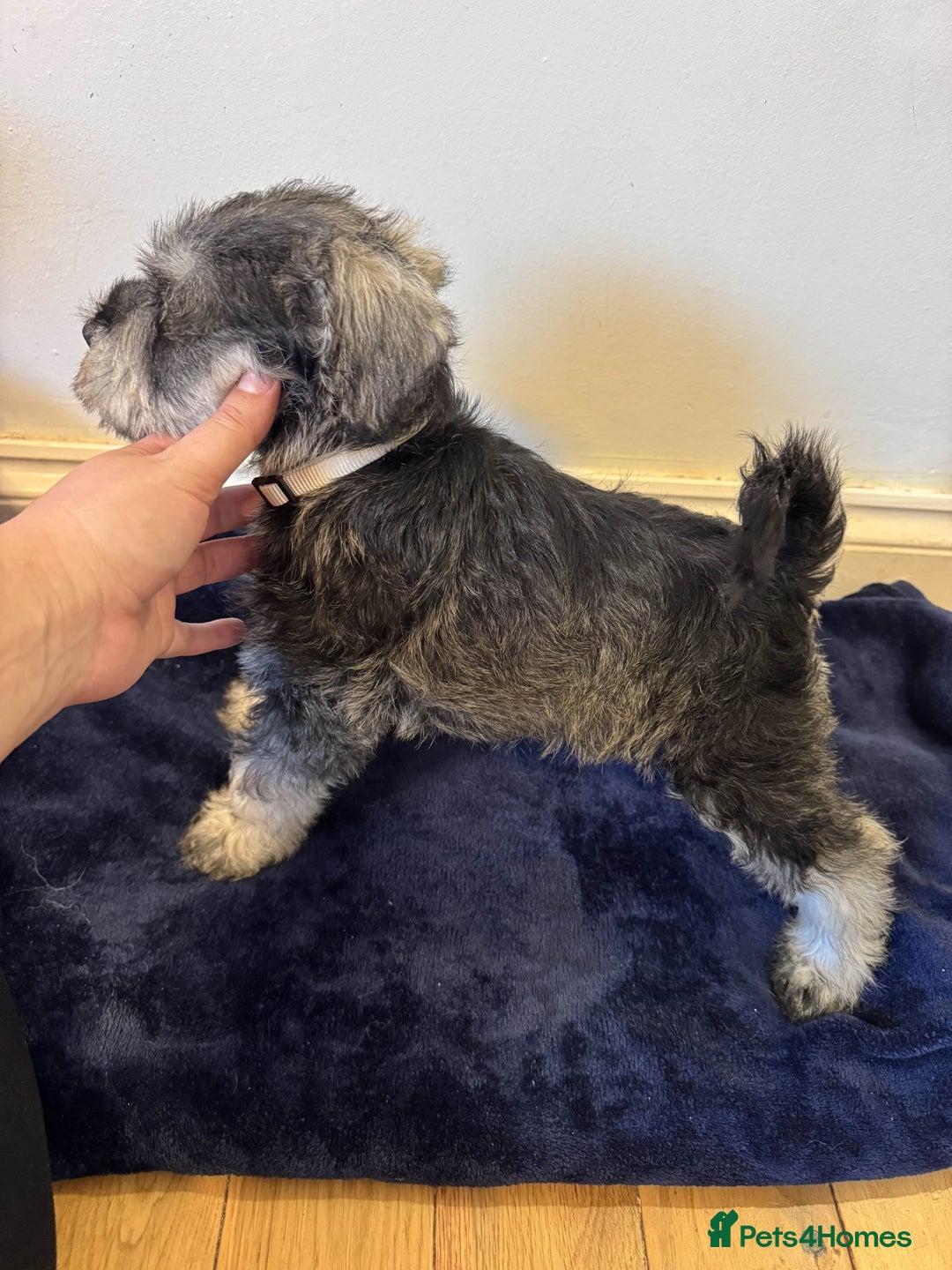 Miniature Schnauzer dogs for sale: Bundles of joy - Image 3