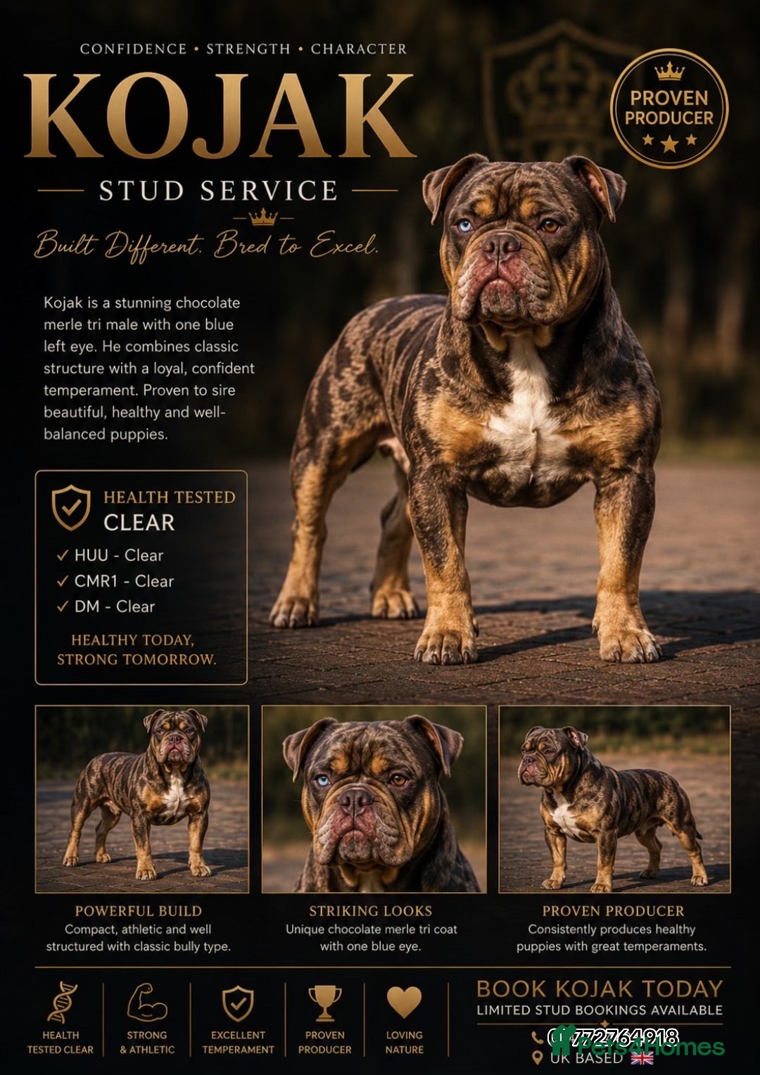 Old Tyme Bulldog dogs Exceptional 5⭐️Licensed & Registered 23 years expe - Advert 1