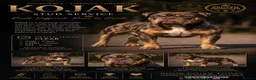 Old Tyme Bulldog dogs for stud: Exceptional 5⭐️Licensed & Registered 23 years expe - Advert 1