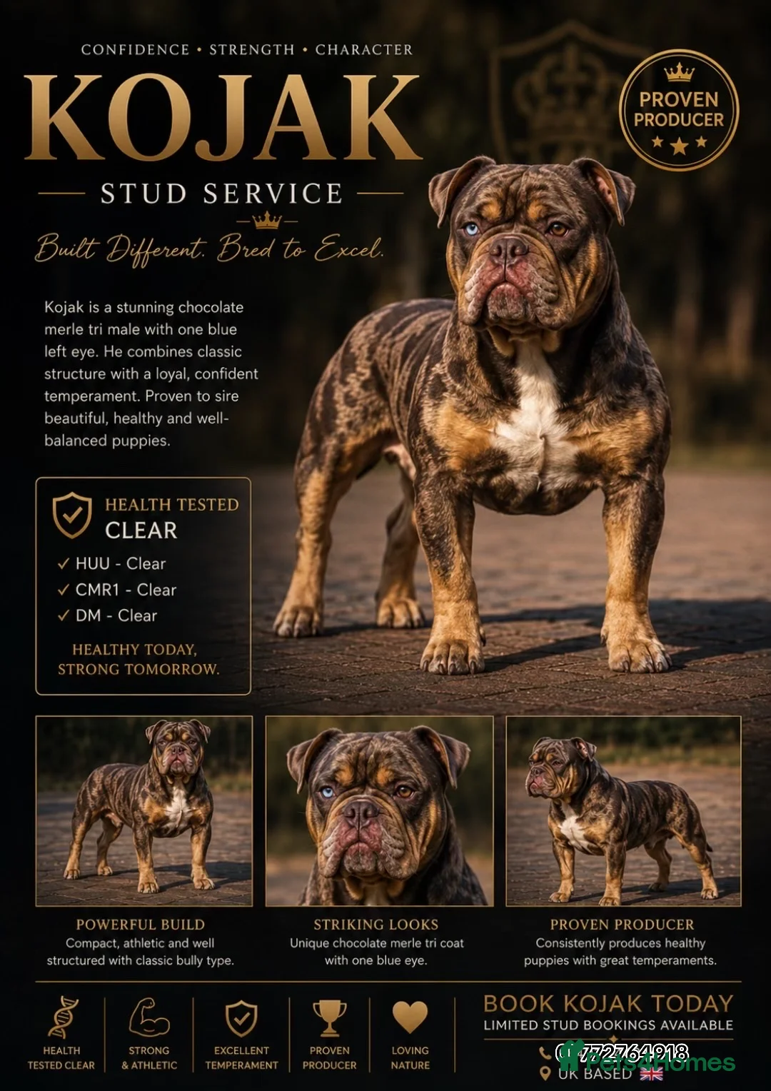 Old Tyme Bulldog dogs for stud: Exceptional 5⭐️Licensed & Registered 23 years expe - Advert 1