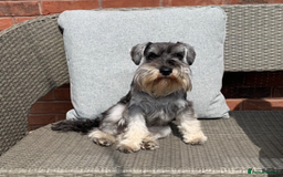 Miniature Schnauzer dogs for sale: Beautiful Miniature Schnauzers - 4 reserved  - Image 5