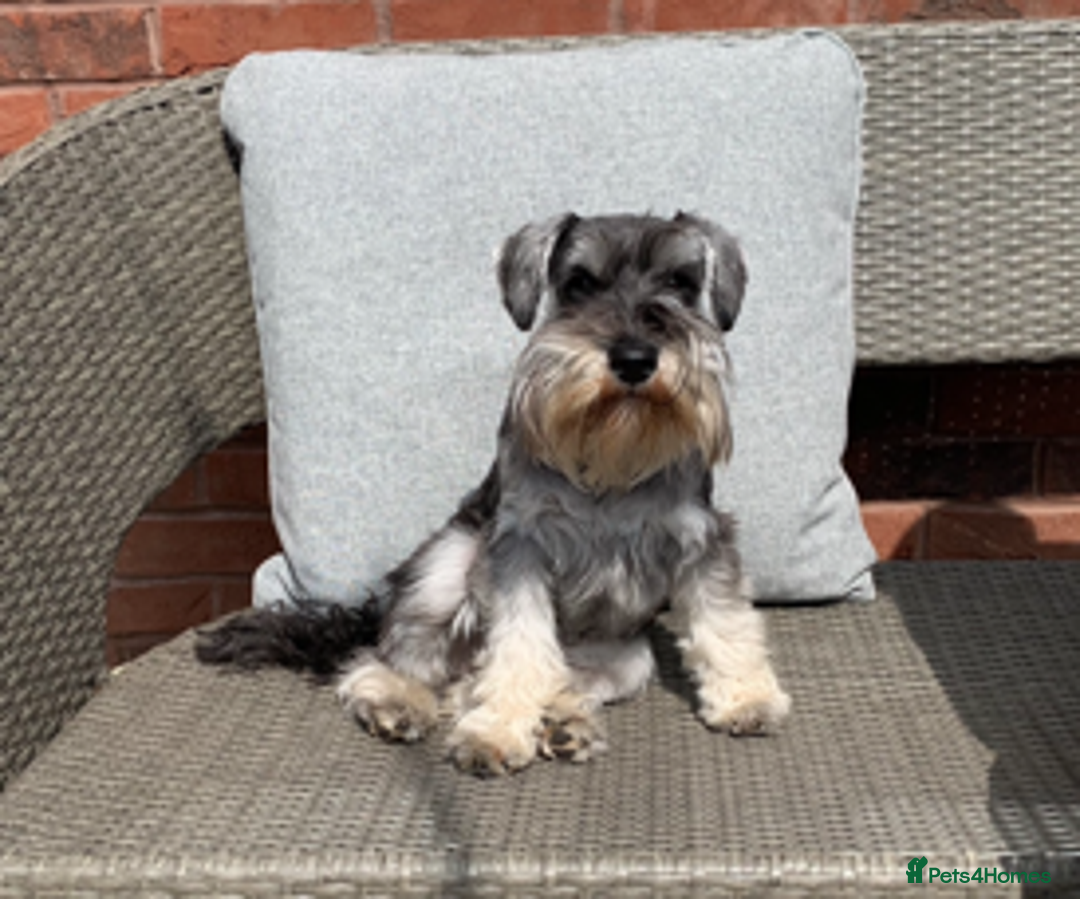 Miniature Schnauzer dogs for sale: Beautiful Miniature Schnauzers - 4 reserved  - Image 5