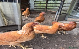 Chickens poultry for sale: Chickens for sale  - Image 2