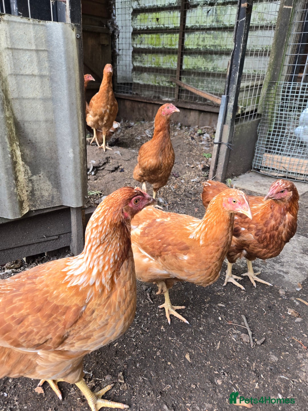 Chickens poultry for sale: Chickens for sale  - Image 2