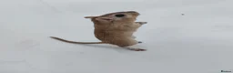 Gerbil rodents for sale: Two beautiful and gentle brothers in Cambridge - Advert 8