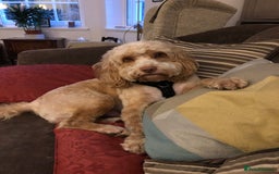 Cockapoo dogs for stud: Thundi - Image 6
