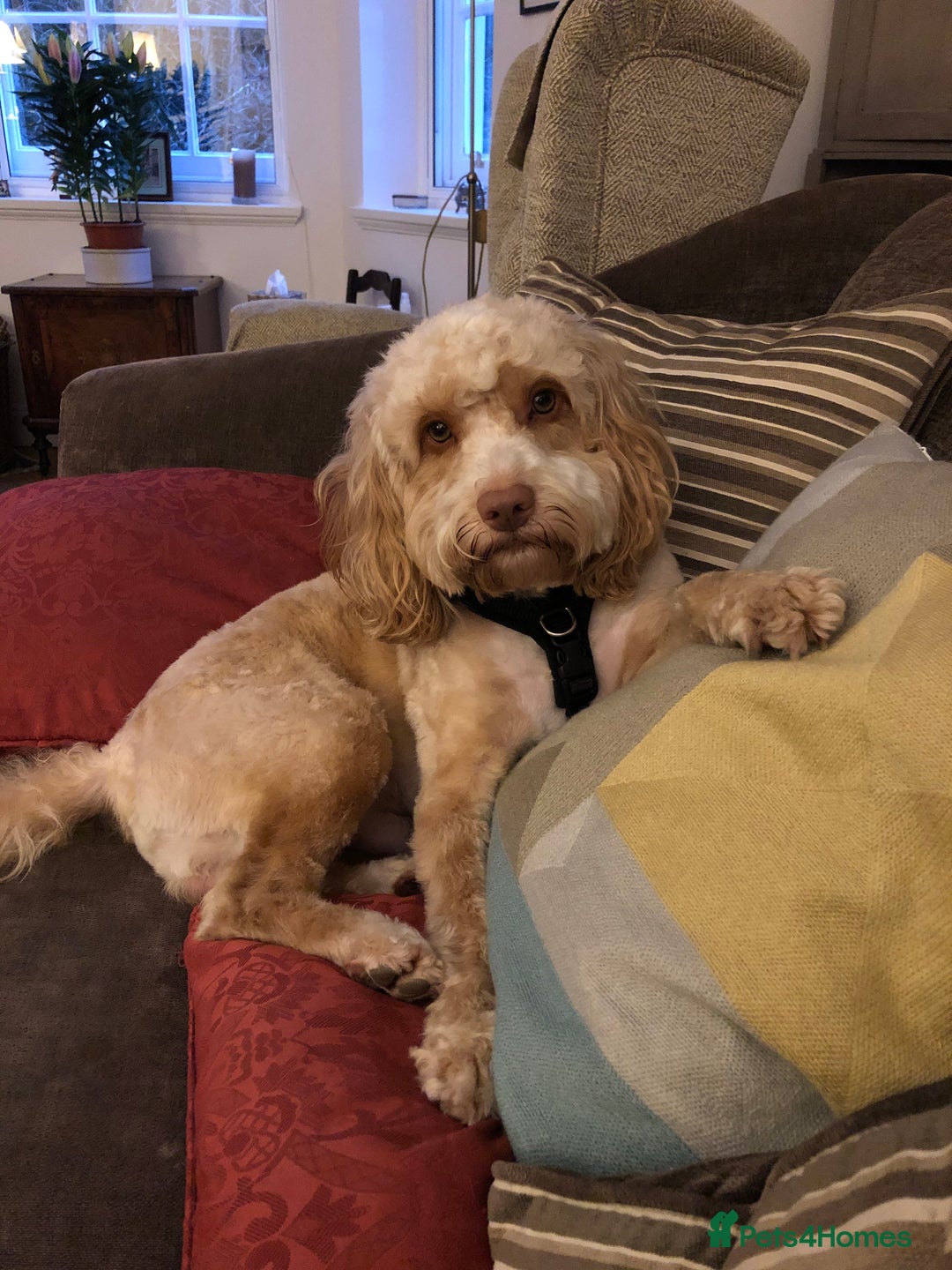 Cockapoo dogs for stud: Thundi - Image 6