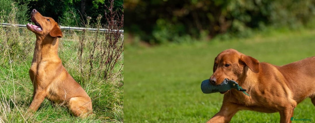 Labrador Retriever dogs for sale: Red fox Labrador puppies  - Advert 33