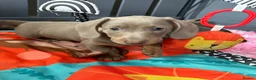 Miniature Dachshund dogs for sale: 💕Exceptional, Isabella & Tan, KC Reg, PRA Clear💕 - Advert 16