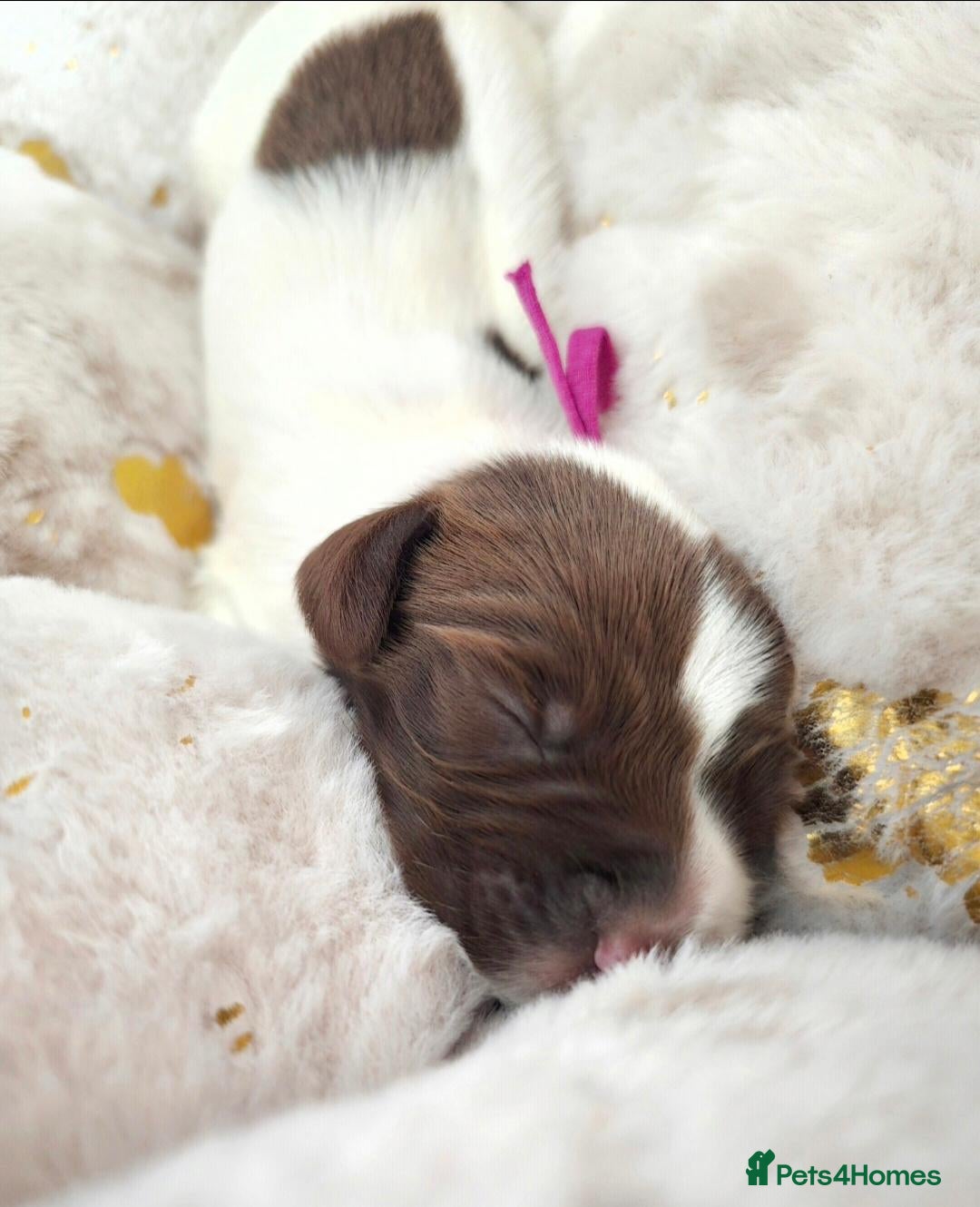 English Springer Spaniel dogs 💛Beautiful💫KC🐾English Springer Spaniel Puppies  - Advert 1
