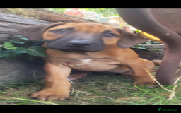 Rhodesian Ridgeback dogs for sale: KC reg chunky handsome pups - Image 13