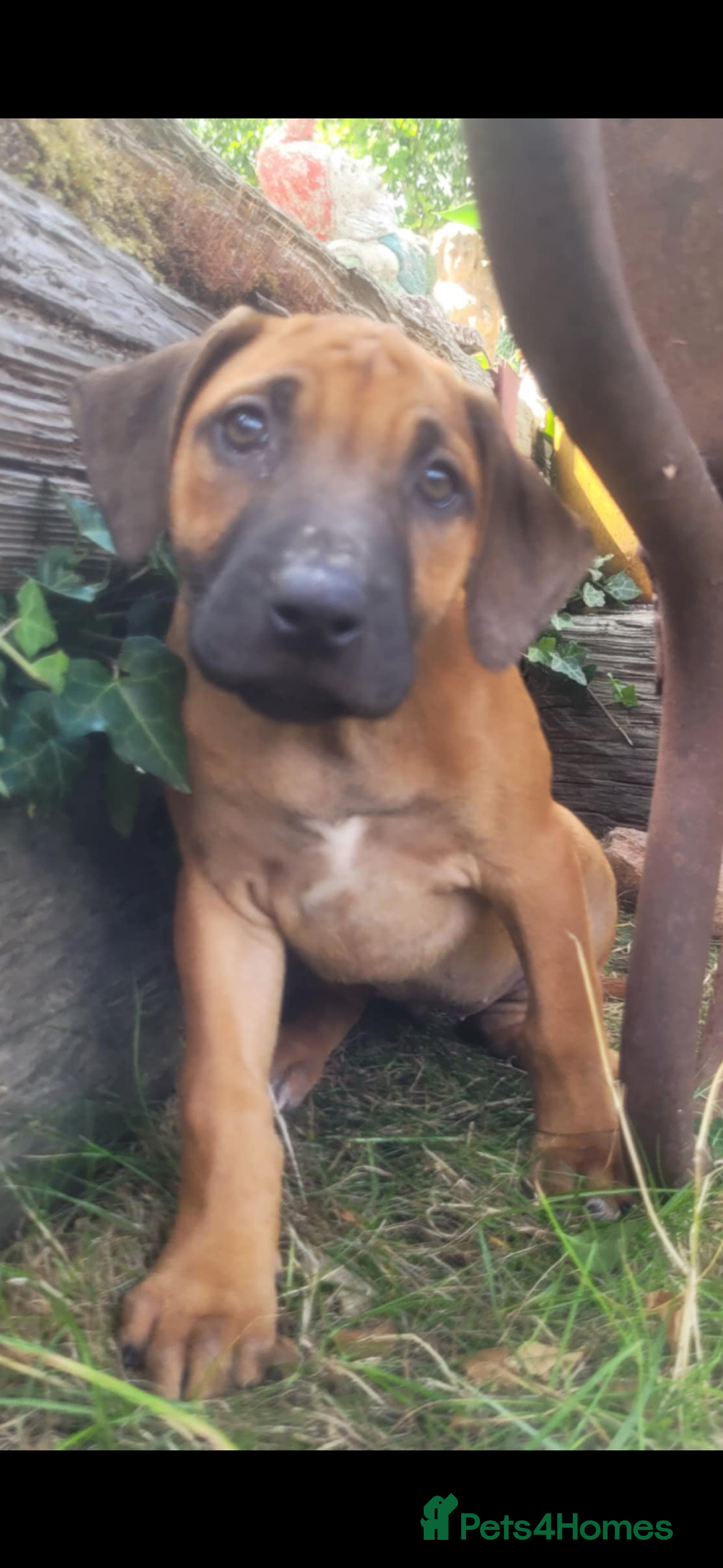 Rhodesian Ridgeback dogs for sale: KC reg chunky handsome pups - Image 13