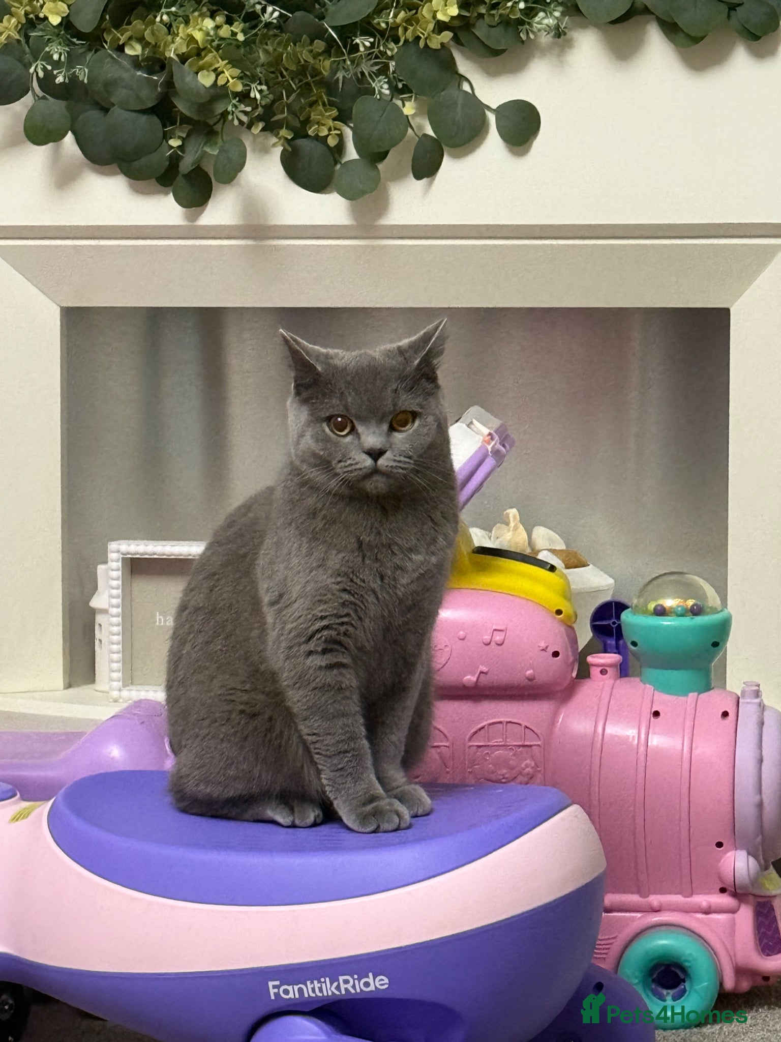 British Shorthair cats Stunning BSH kittens  - Advert 1