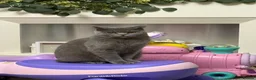 British Shorthair cats for sale: Stunning BSH kittens  - Advert 1