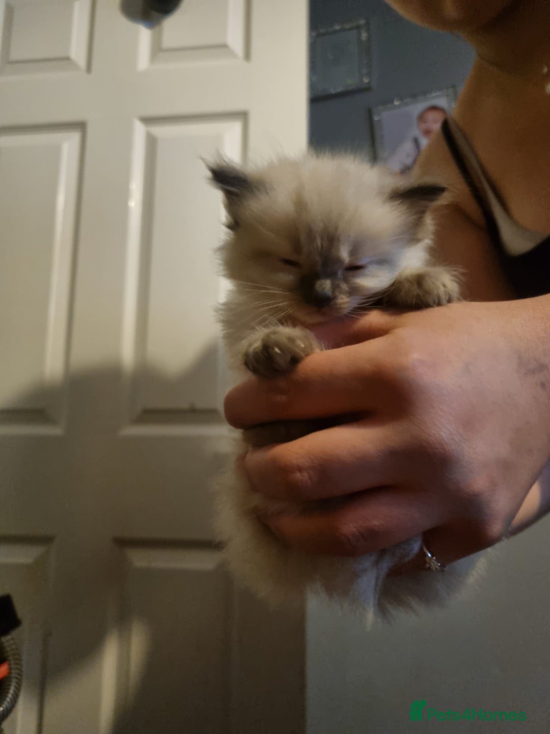 Ragdoll cats for sale: Ragdoll kittens  - Advert 4