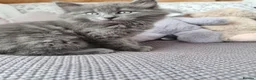 Nebelung cats for sale: Nebelung cross Ragdoll blue grey kitten. in Havant - Advert 5