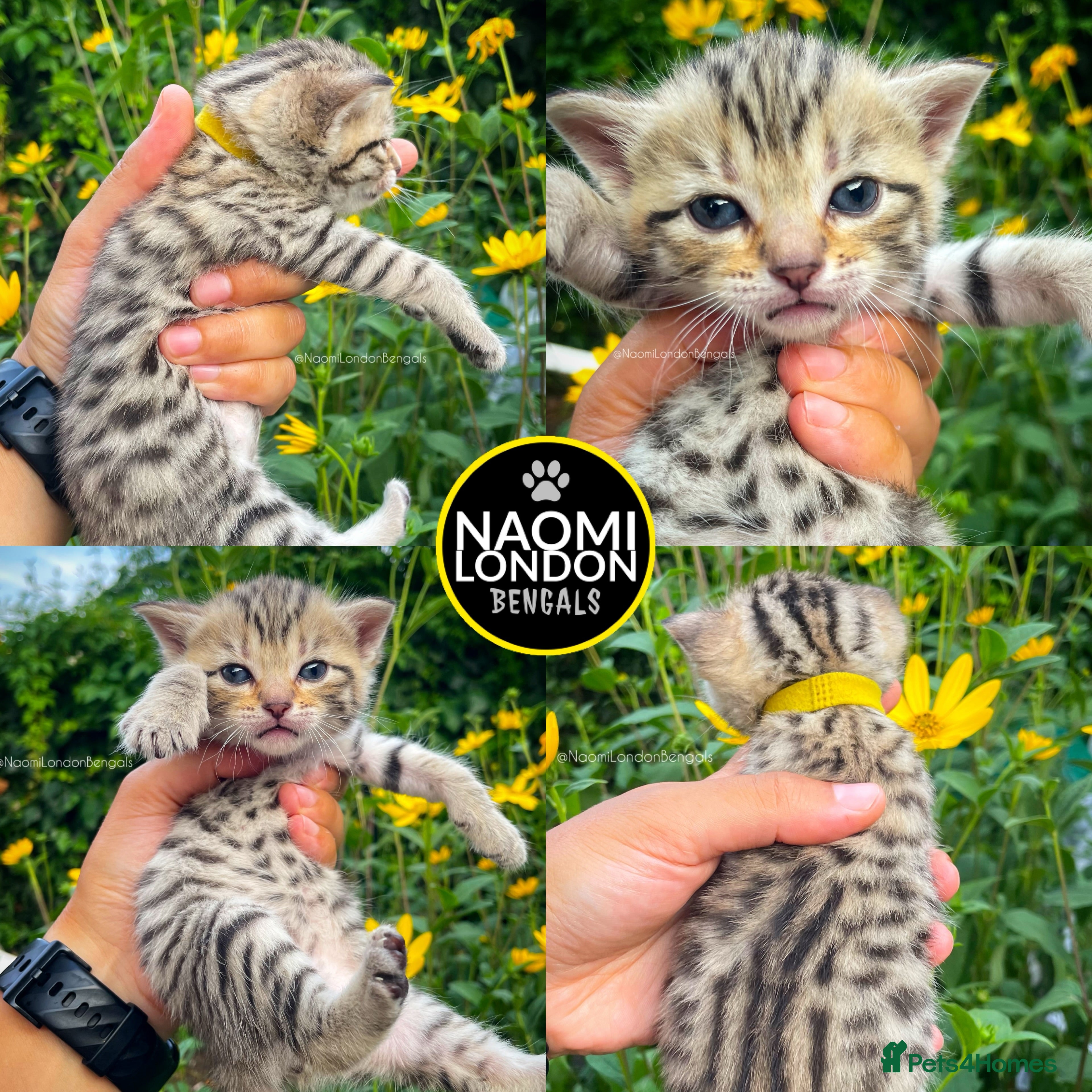 Bengal cats 🌈 BENGAL KITTENS FOR SALE! 🌈 🩷❤️🧡💛💚🩵 - Advert 2