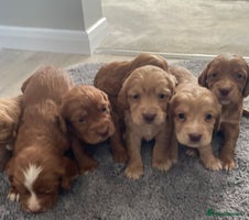 Cocker Spaniel dogs - Advert 4