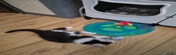 Mixed Breed cats for sale: 4 gorgeous kitten looking for their forever home - Advert 12
