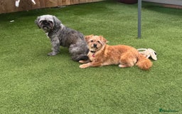 Shih Tzu dogs for sale: 2 dogs for rehoming  - Image 2