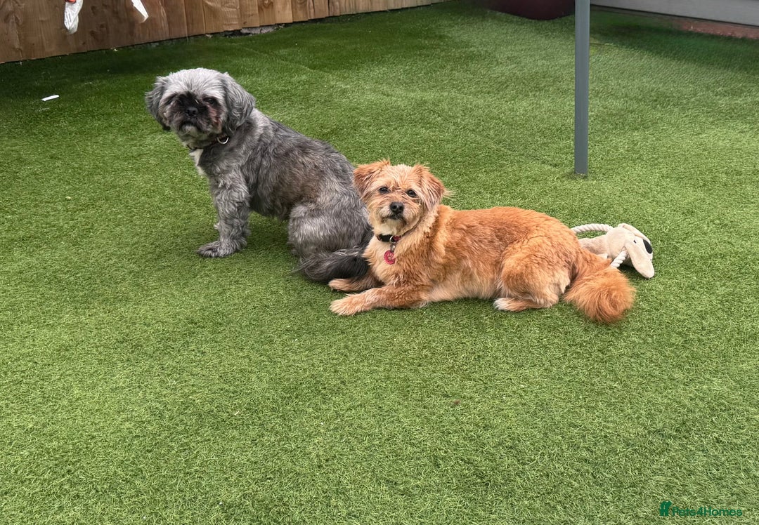 Shih Tzu dogs for sale: 2 dogs for rehoming  - Image 2