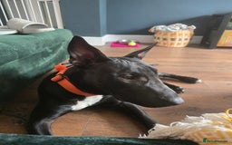 English Bull Terrier dogs for sale: English bull terrier WORKING LINES - Image 3