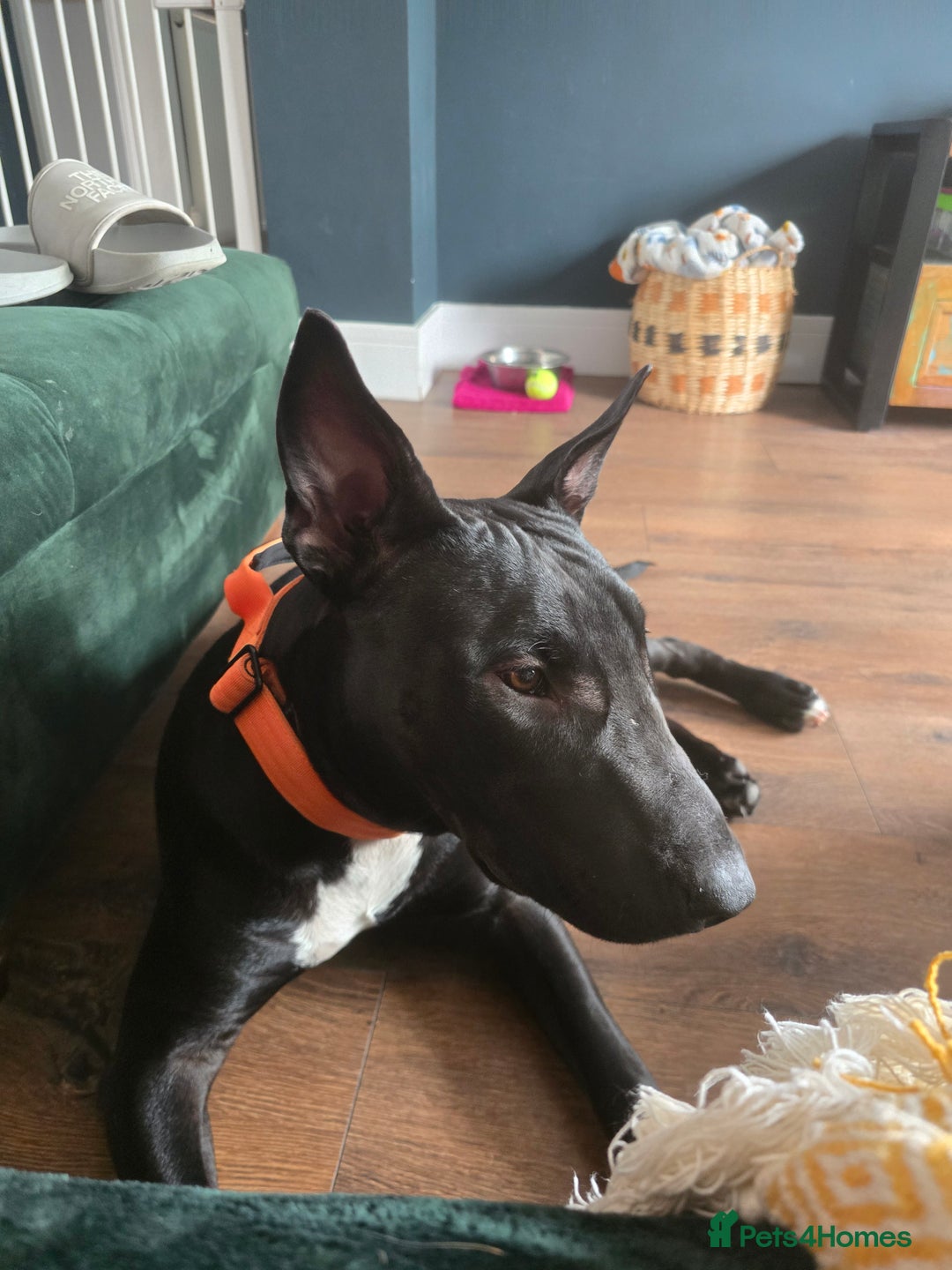 English Bull Terrier dogs for sale: English bull terrier WORKING LINES - Image 3
