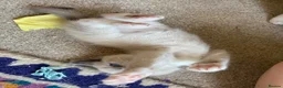 Ragdoll cats for sale: Healthy, strong Ragdoll kittens  in Wotton-under-Edge - Advert 6