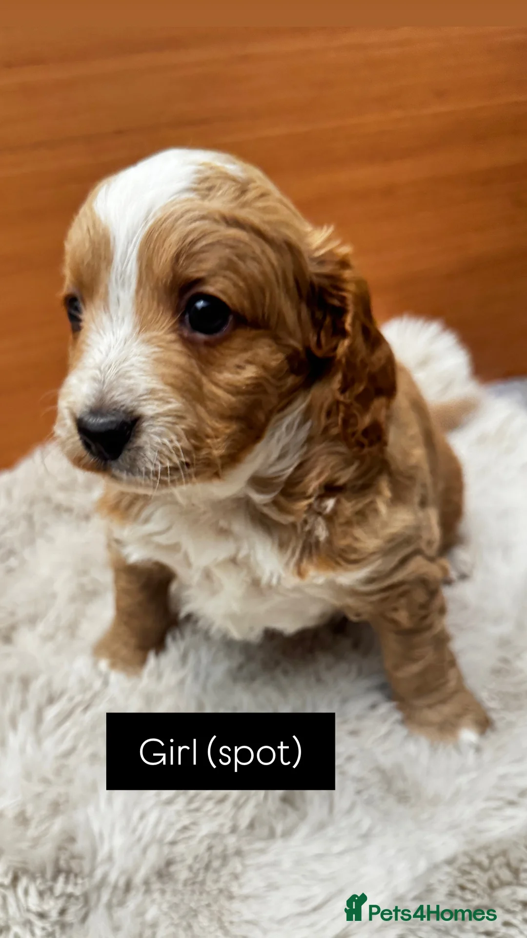 Cockapoo dogs for sale: Beautiful F2 Cockapoo Puppies – Ready 26th March in Malmesbury - Advert 23