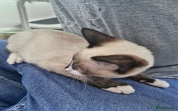 Snowshoe cats for sale: Pedigree snowshoes ready now only two left - Image 11