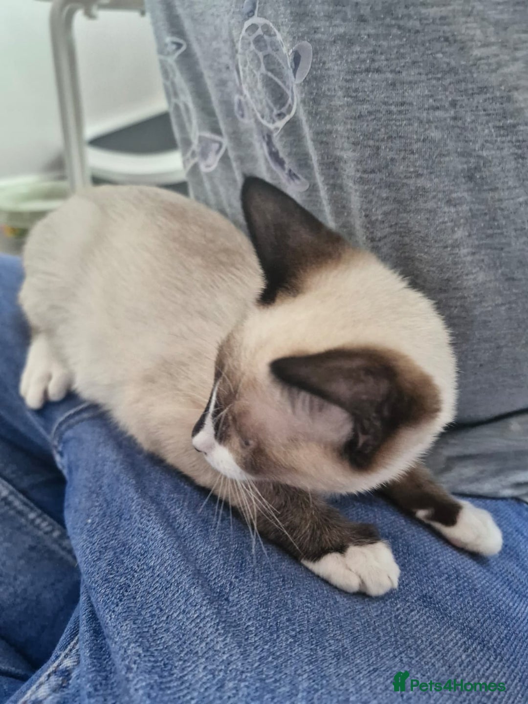 Snowshoe cats for sale: Pedigree snowshoes ready now only two left - Image 11