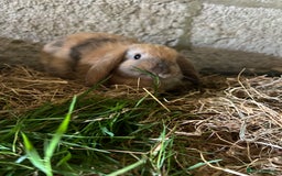 Dwarf Lop rabbits for sale: Dwarf lops - Image 4