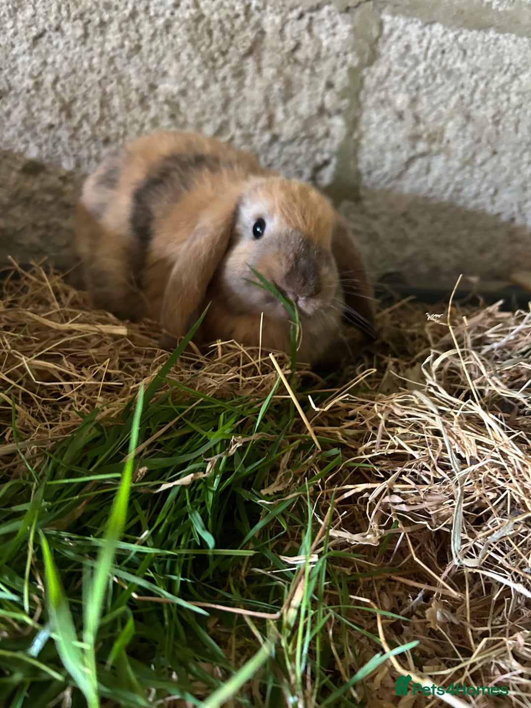 Dwarf Lop rabbits for sale: Dwarf lops - Image 4