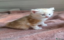 Maine Coon cats for sale: Half Maine Coon kittens - Image 5