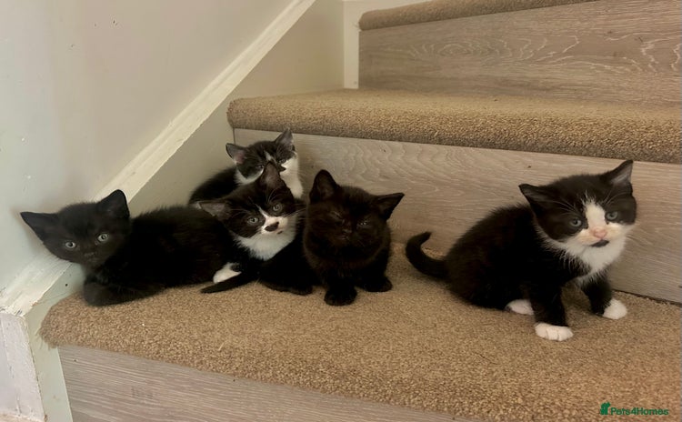 Mixed Breed cats - Advert 10