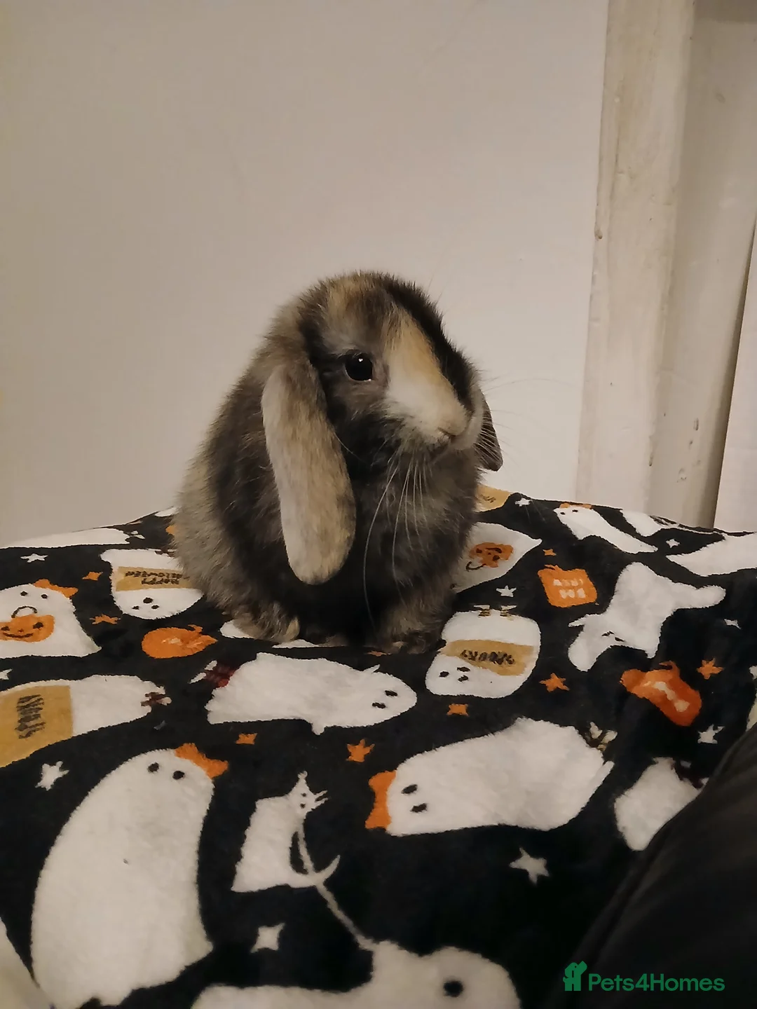 Mini Lop rabbits for sale: Harlequin male mini lop in Folkestone - Advert 2