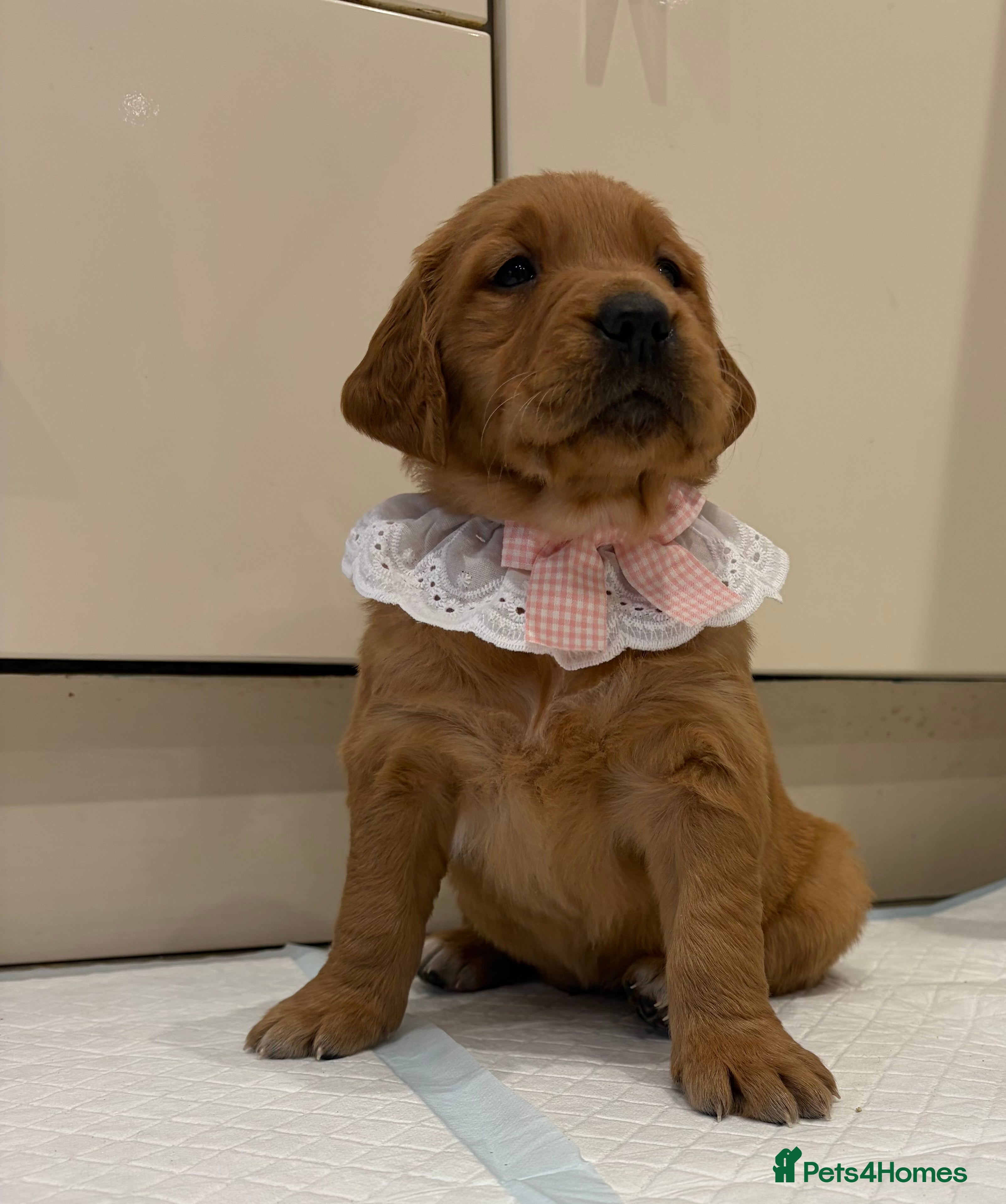 Golden Retriever dogs Gorgeous red golden retriever puppies  - Advert 6