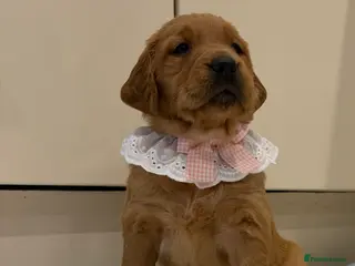 Golden Retriever dogs Gorgeous red golden retriever puppies - Advert 6