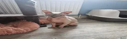 Sphynx cats for sale: Sphynx girl 2.5 y/o health tested - Advert 5