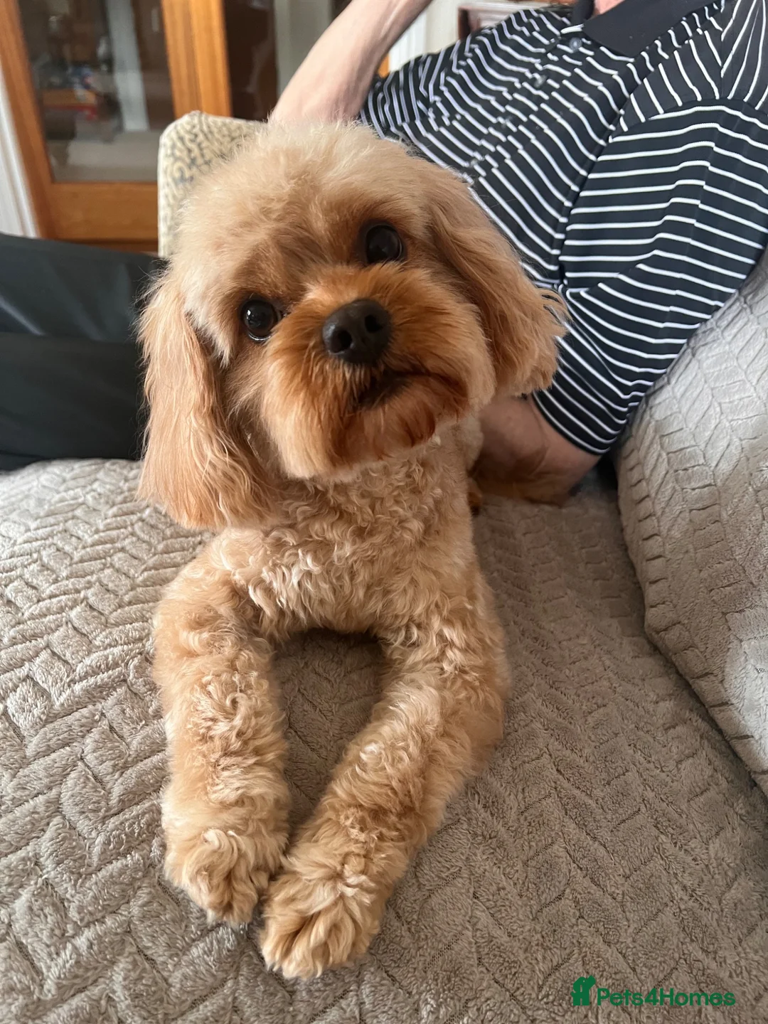 Cavapoo dogs for stud: 🐾 Proven F1 Cavapoo Stud – £300 🐾 in Chesterfield - Advert 1