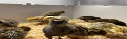 Quail poultry for sale: Mixed Coturnix Quail Chicks (2 weeks old) - Advert 4