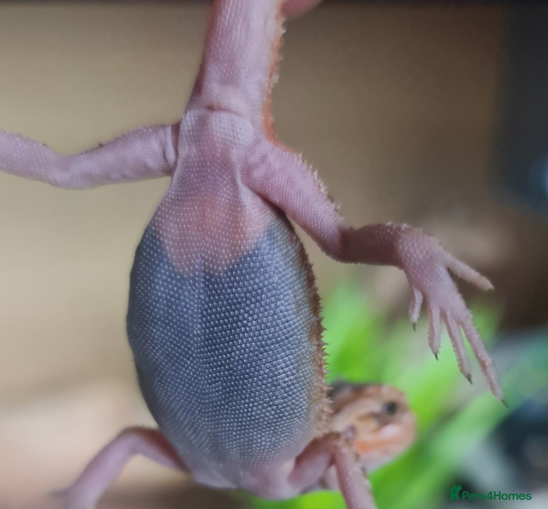 Bearded Dragon reptiles Red X sun burst babie dragons ! - Advert 15