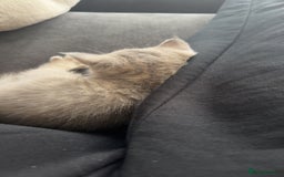 Scottish Fold cats for sale: Scottish straight  - Image 3