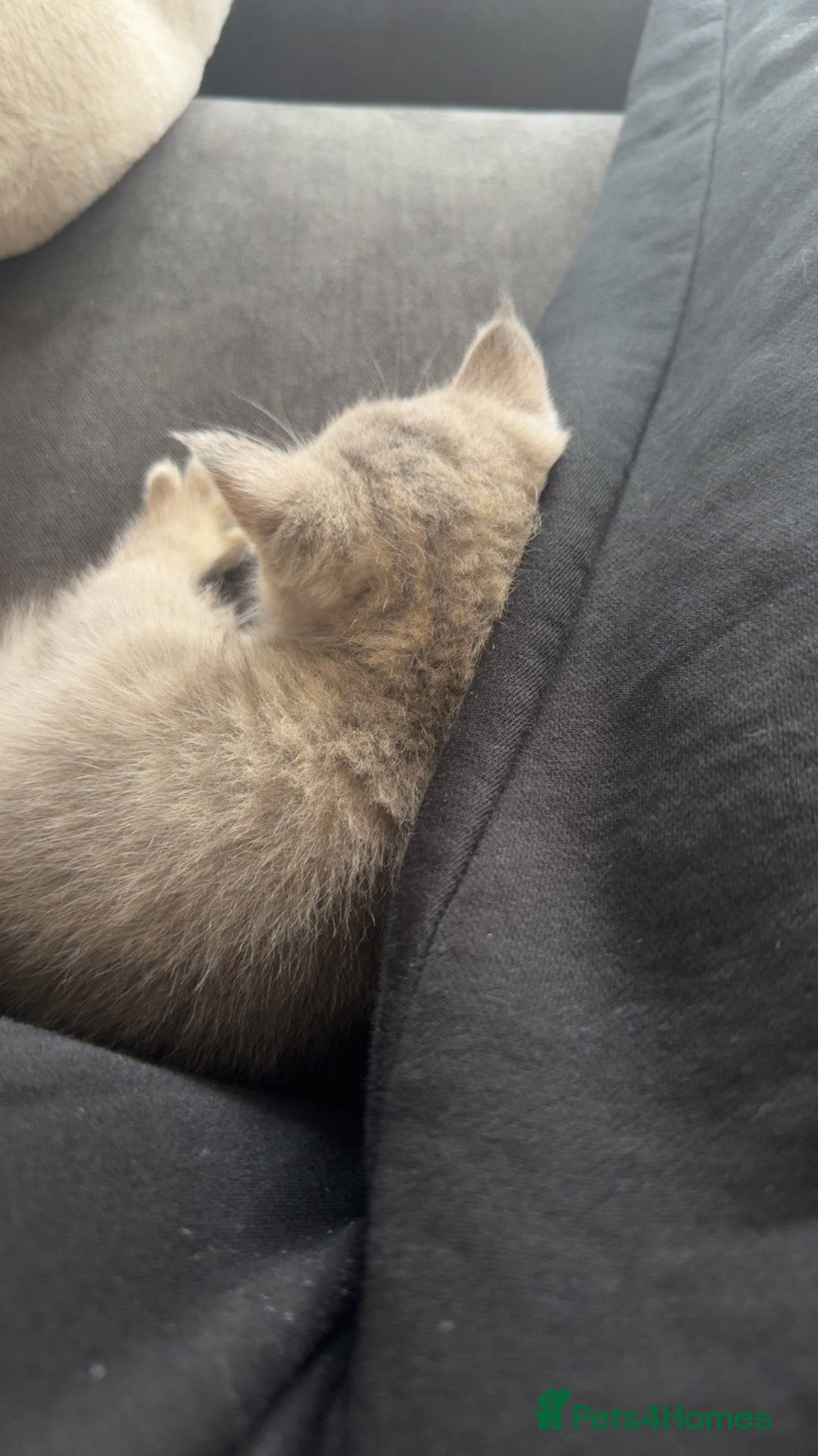 Scottish Fold cats for sale: Scottish straight  - Image 3