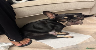 Mixed Breed dogs ❄️ Frenchski Sisters Looking for Loving families  - Advert 6