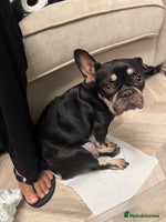 Mixed Breed dogs ❄️ Frenchski Sisters Looking for Loving families - Advert 3